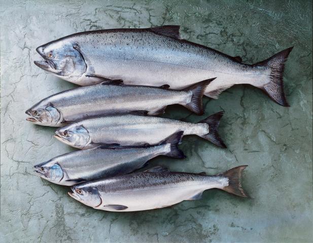 Alaska Seafood - Five species of Salmon