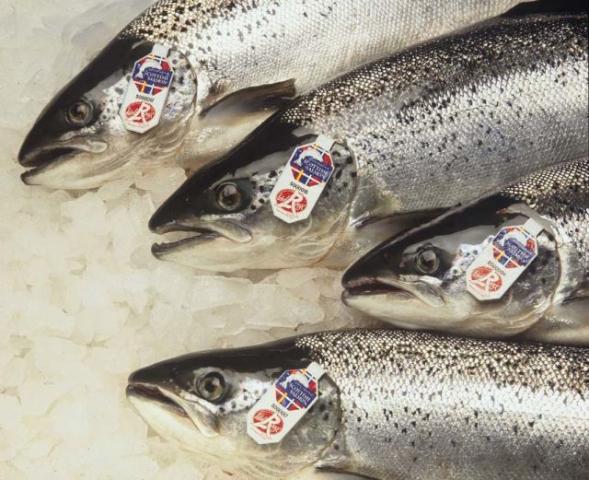Label Rouge Scottish Farmed Salmon