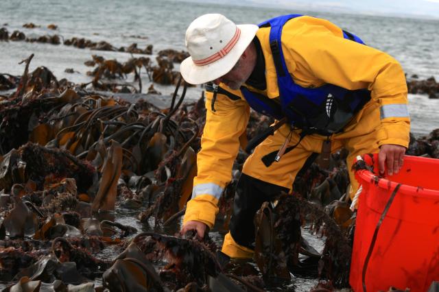 Picking dulse seaweed on Scotland’s shores