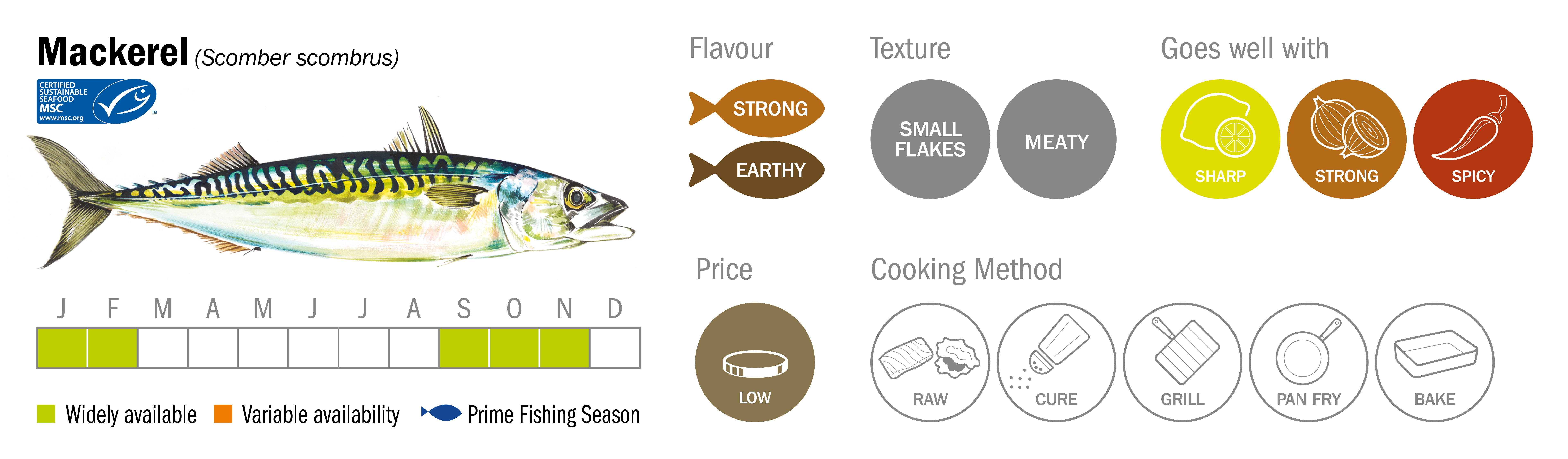 Mackerel Seafood Species Descriptor Graphic