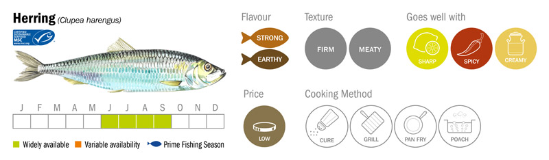 Herring Seafood Species Descriptor Graphic low res