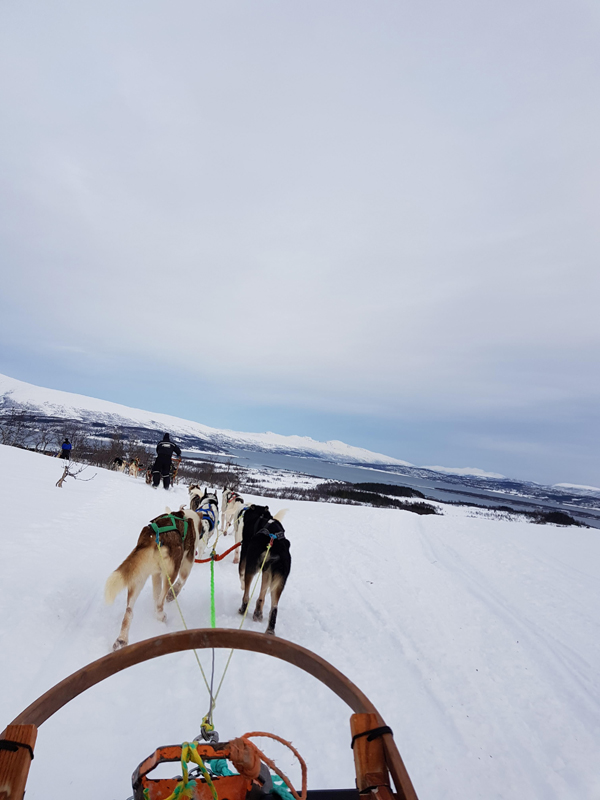 danny young dog sledding in Norway low res