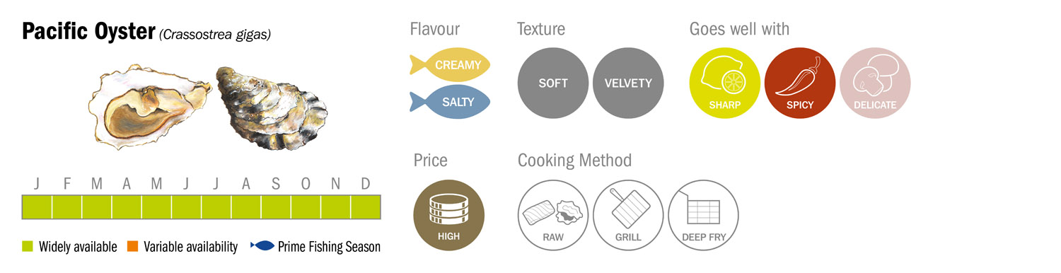 Pacific Oyster Seafood Species Descriptor Graphic3